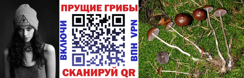 Псилоцибиновые грибы прущие грибы  кракен зеркало  Ачхой-Мартан 